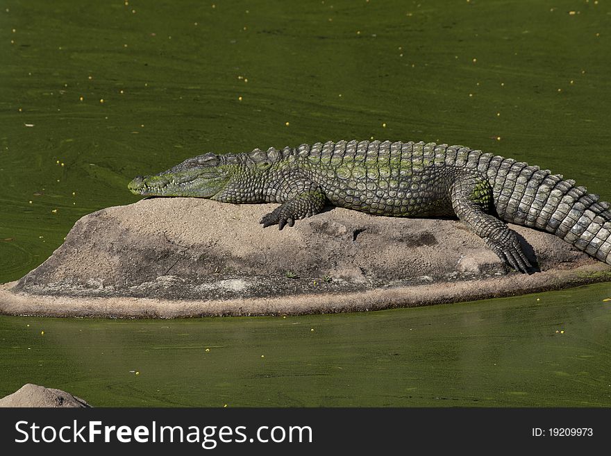 A huge crocodile resting on a rock