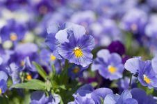 Pansy Flowers Royalty Free Stock Image Pansy Flowers Royalty Free Stock Image