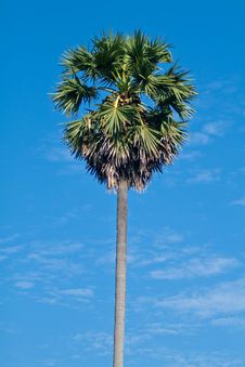 Tropical Coconut Palm Stock Photo