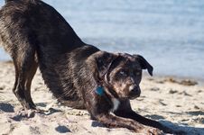 Canine On The Beach Stock Photography Canine On The Beach Stock Photography