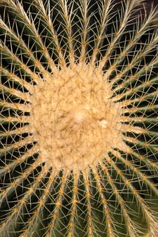 Golden Barrel Cactus Royalty Free Stock Images Golden Barrel Cactus Royalty Free Stock Images