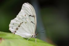 White Morpho Butterfly Stock Photos White Morpho Butterfly Stock Photos