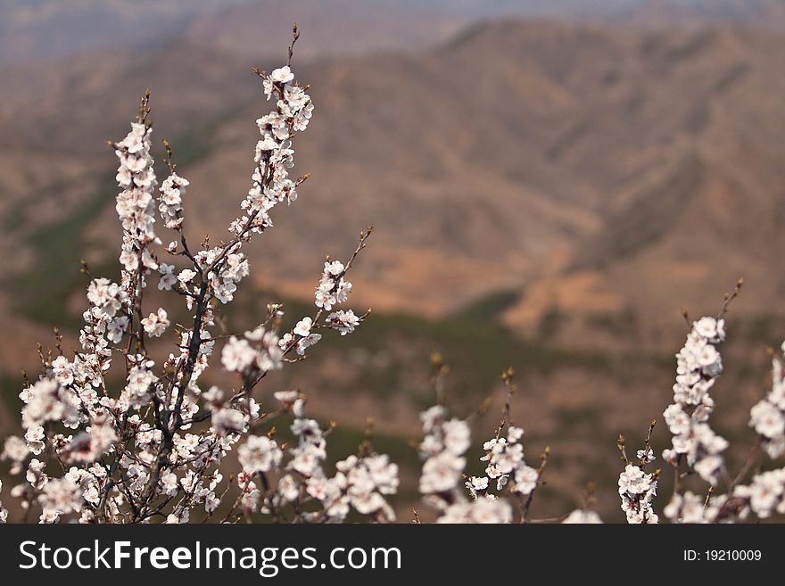 Cherry tree and mountains, Great Wall area, China