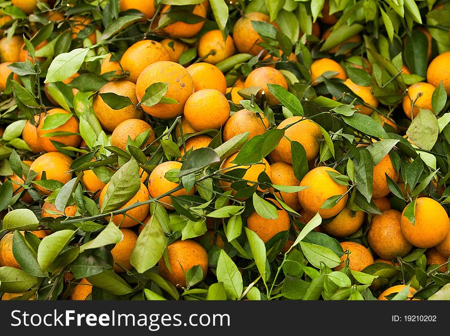 Orange fruits in a chinese garden