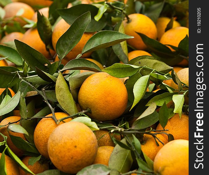 Orange fruits in a chinese garden