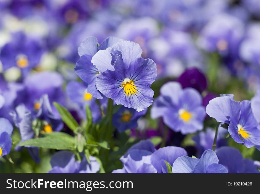 Pansy flowers of blue color