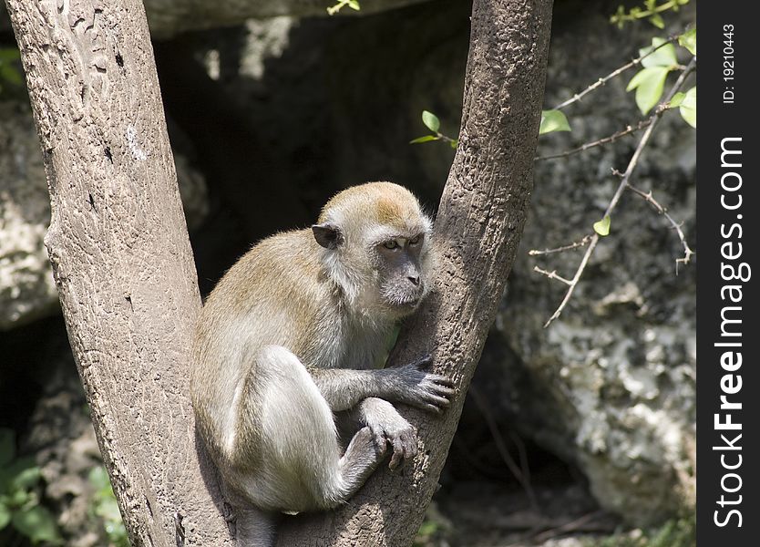 Long-tailed macague monkey in tree