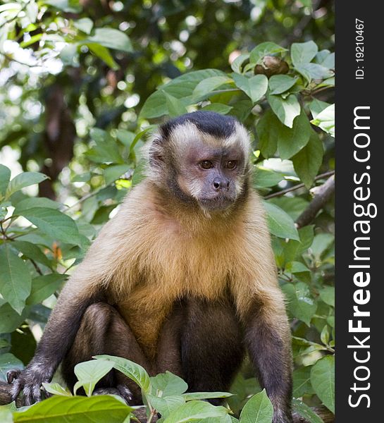 Young Capuchin Monkey in Tree