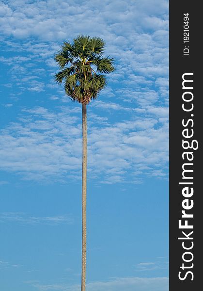 Tropical coconut palm on blue sky background