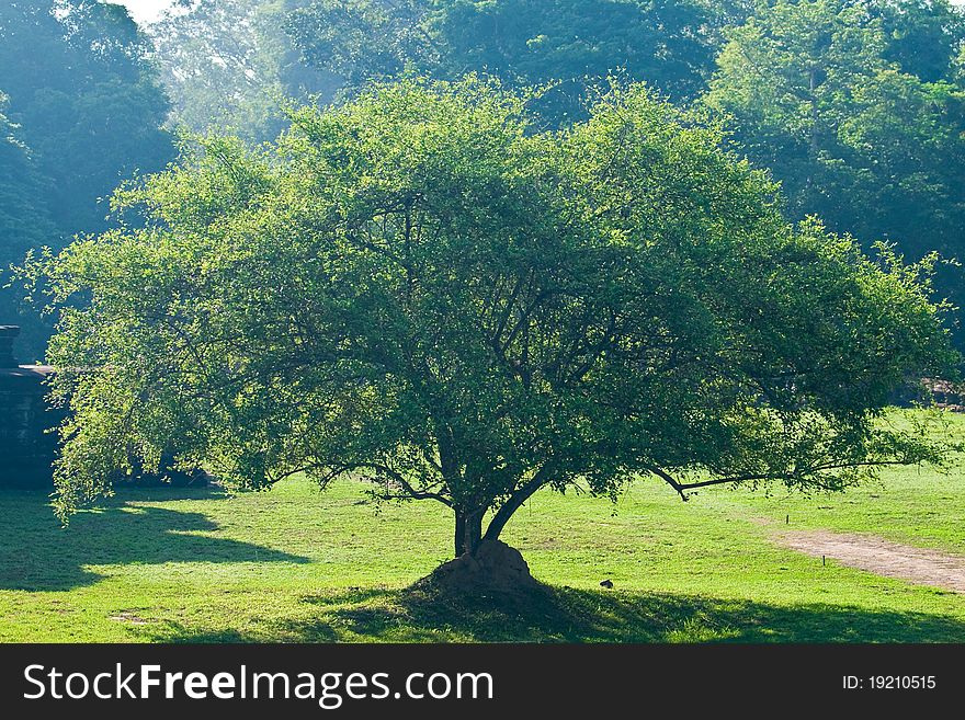 Big tree standing alone in a meadow