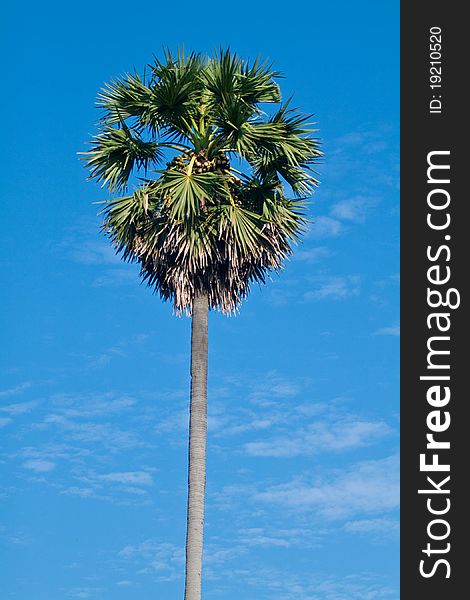 Tropical coconut palm on blue sky background