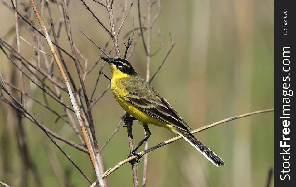 A male Yellow Wagtail perching on twigs.