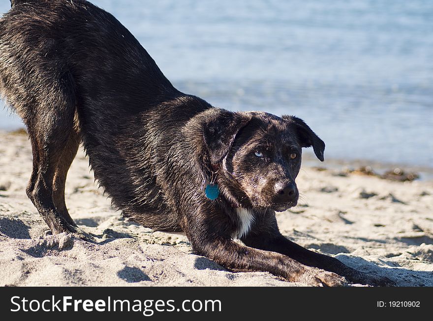 Canine on the Beach