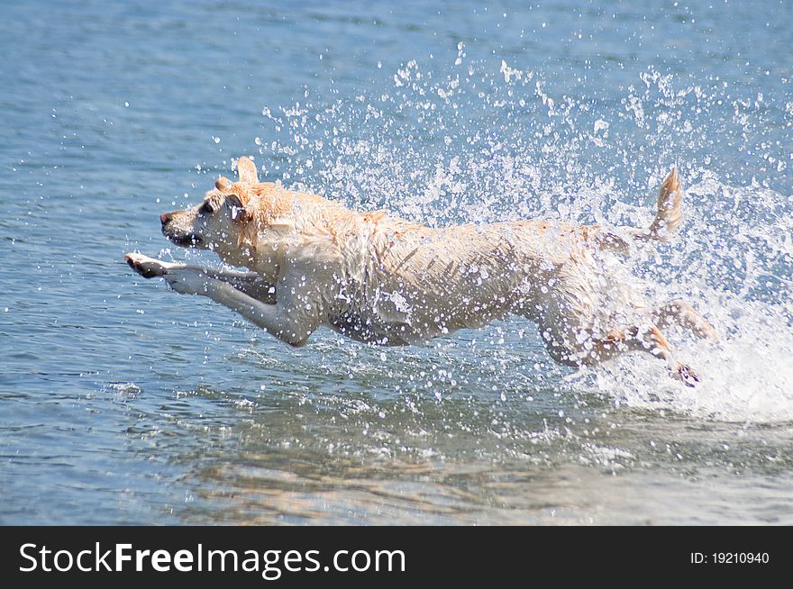 Happy yellow Lab jumping into the ocean water to retrieve a stick on a beautiful sunny day at a beach. Happy yellow Lab jumping into the ocean water to retrieve a stick on a beautiful sunny day at a beach.