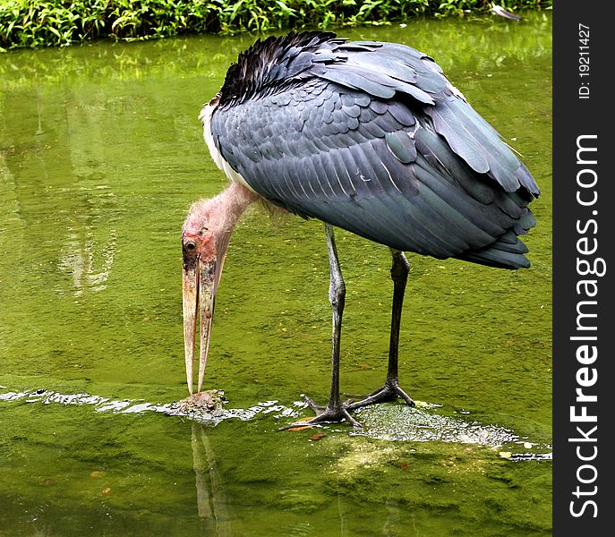 Picture of a Marabou Stork searching for food in a small stream