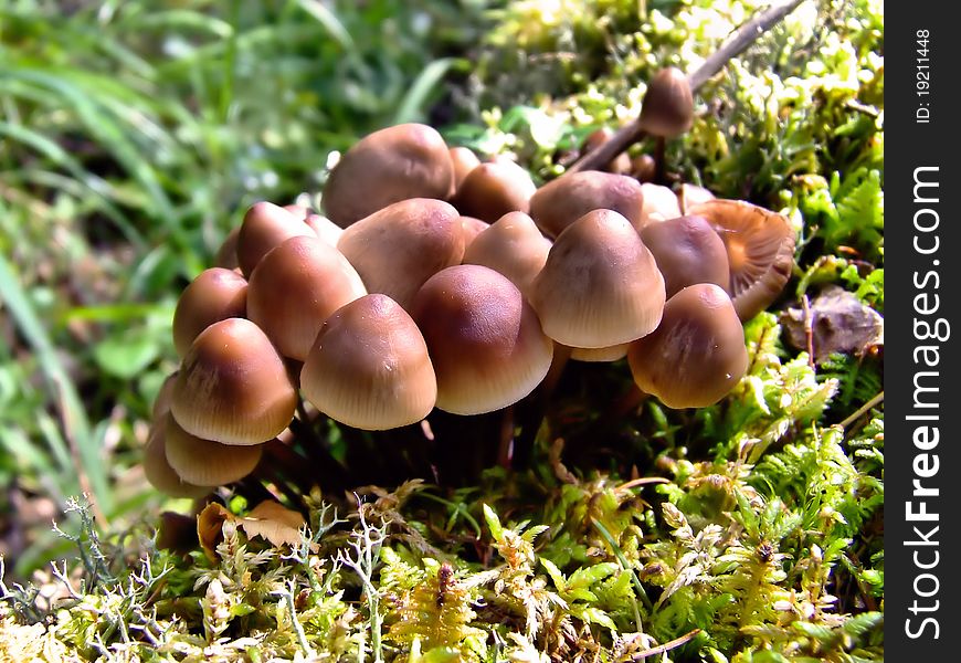 Beautiful family of mushrooms on a wood glade