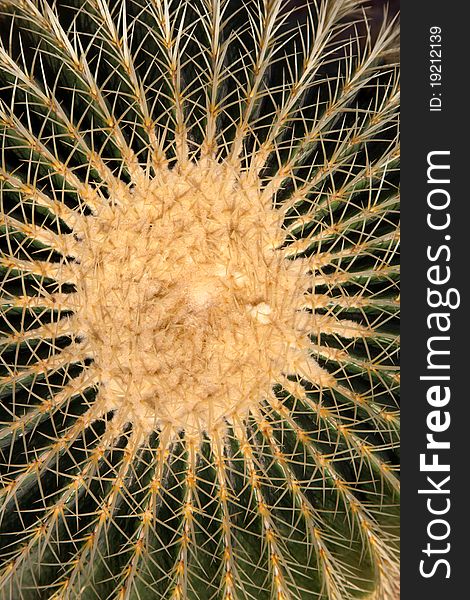 Echinocactus grusonii - Mexico cactuses plant - Golden Ball. Echinocactus grusonii - Mexico cactuses plant - Golden Ball