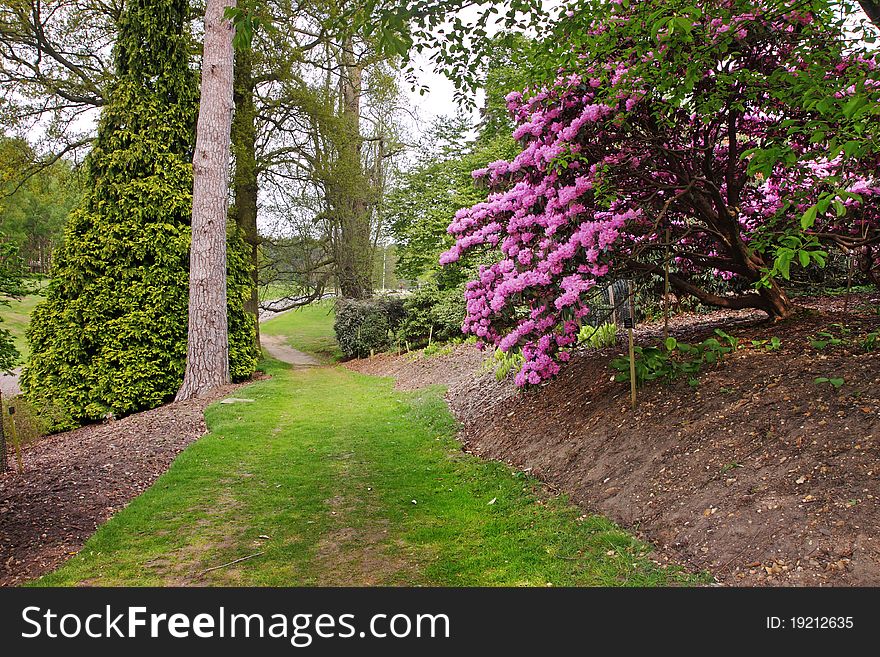 Oath through an English park in Spring with colorful Rhododendrons. Oath through an English park in Spring with colorful Rhododendrons