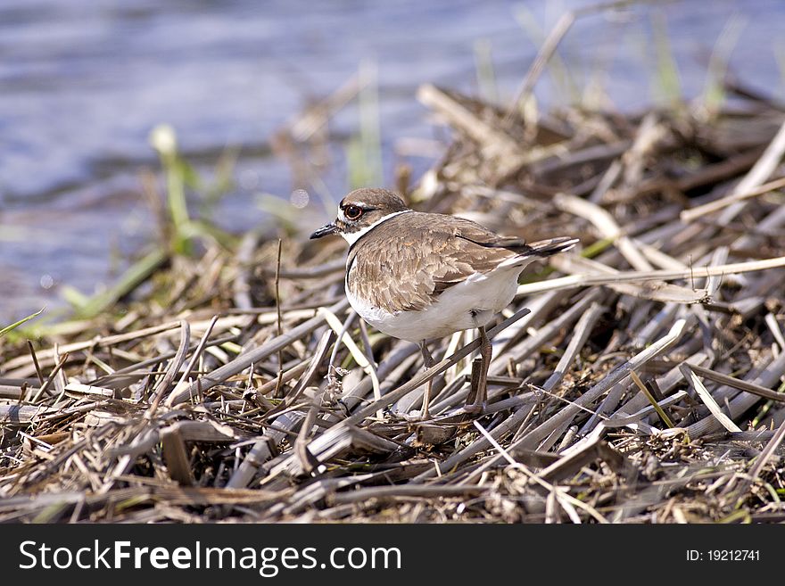 Killdeer blends in with background.