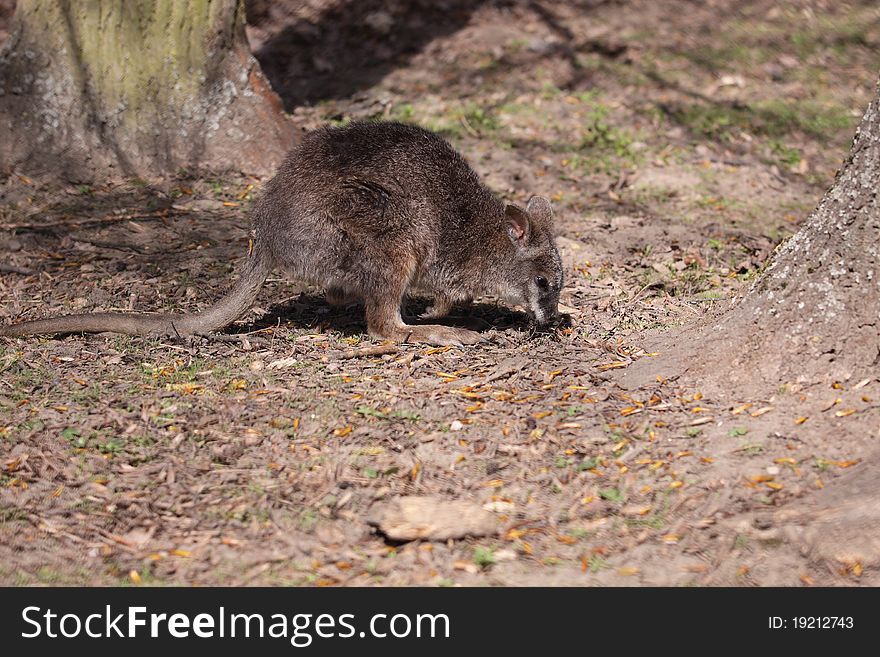 The red kangaroo sniffing the ground.