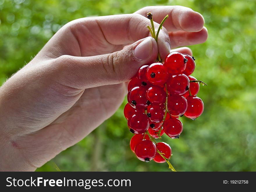 Red currants in a children's hand against a background of bright green. Red currants in a children's hand against a background of bright green.