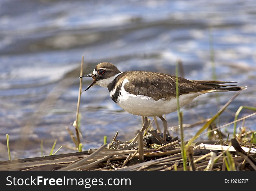 Killdeer By The Water.