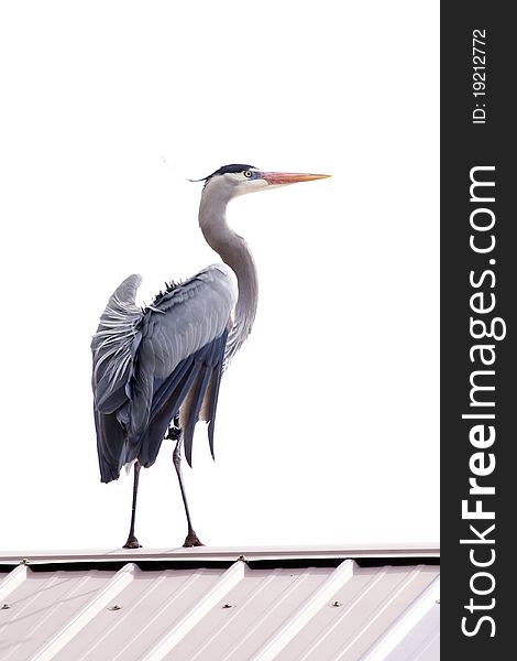 A great blue heron stands tall on top of a roof and flutters its wings. A great blue heron stands tall on top of a roof and flutters its wings.
