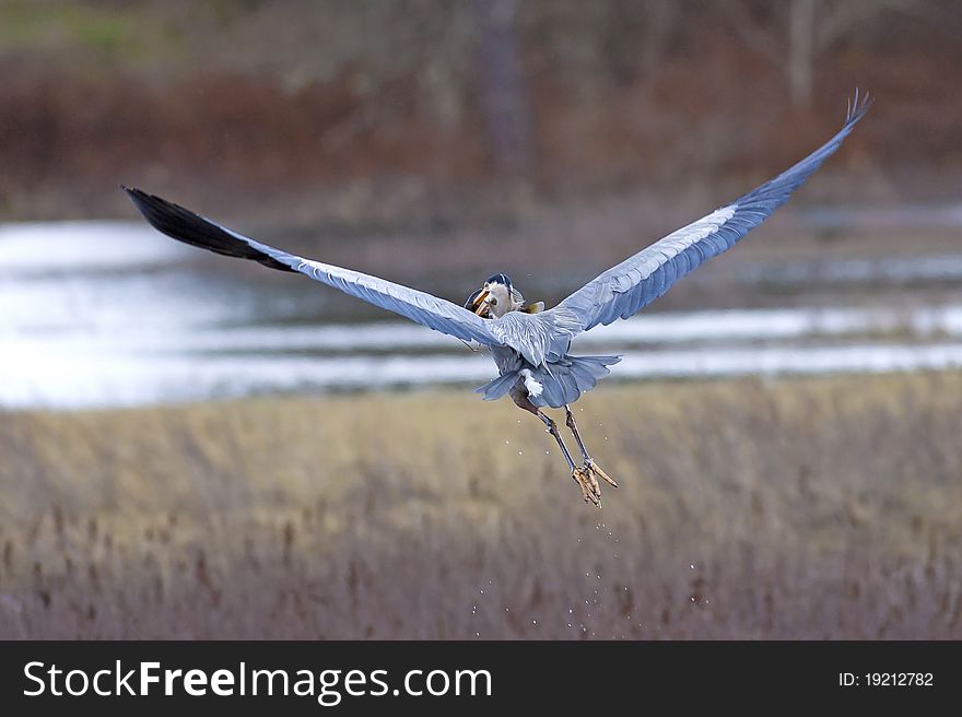 A heron flies off in a wetland area holding a crappie in its mouth after catching it. A heron flies off in a wetland area holding a crappie in its mouth after catching it.