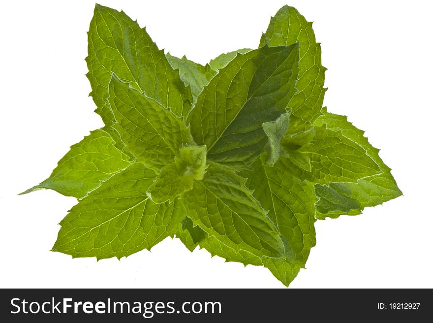 Sprigs of fresh mint on a white background