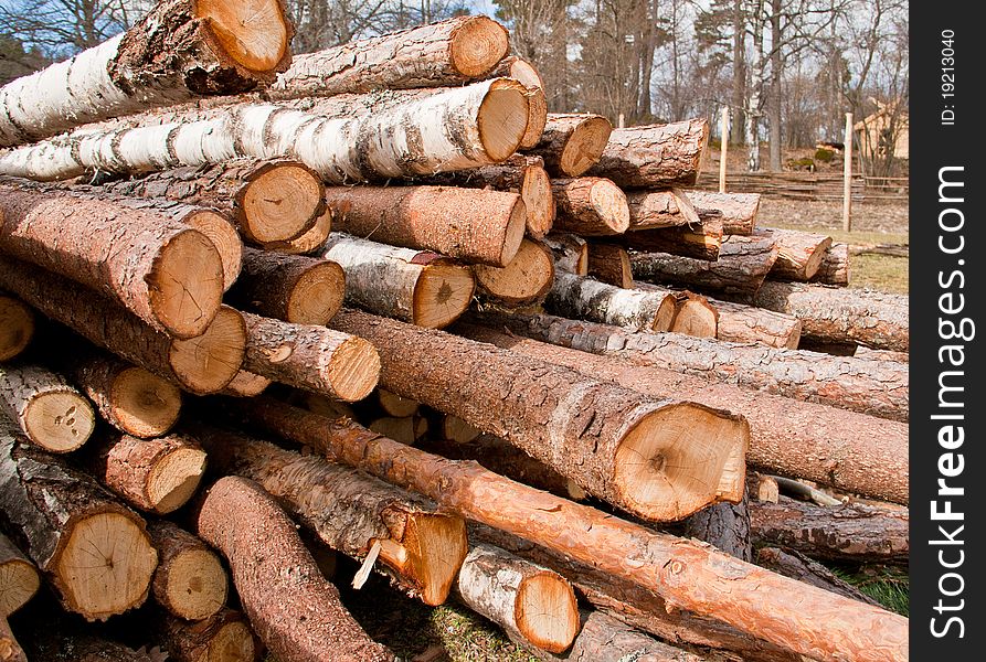 A pile of fresh logs. A pile of fresh logs