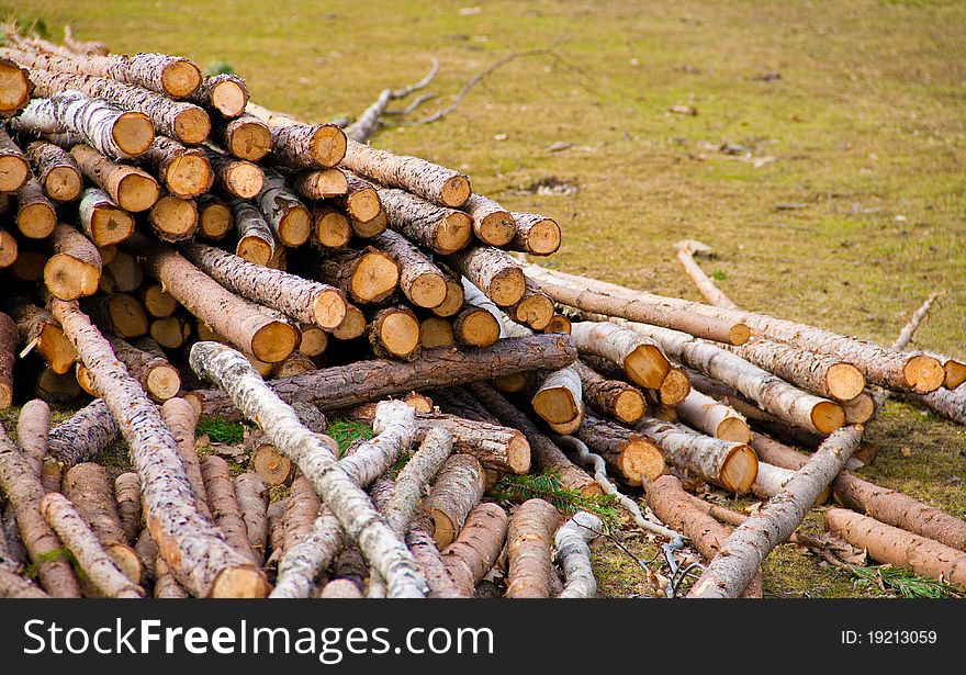 A pile of fresh logs. A pile of fresh logs