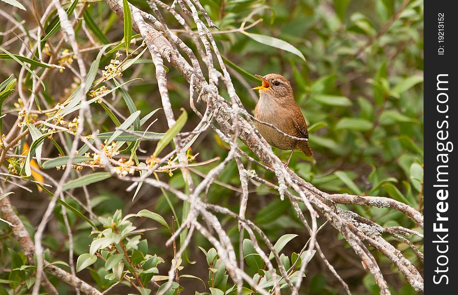 A little Eurasian Wren (Troglodytes troglodytes) proclaims his territory with a challenging chant. A little Eurasian Wren (Troglodytes troglodytes) proclaims his territory with a challenging chant.