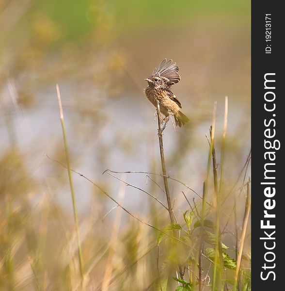 A young Stonechat (Saxicola rubicola) tries to keep itÂ´s balance on a difficult place. A young Stonechat (Saxicola rubicola) tries to keep itÂ´s balance on a difficult place.