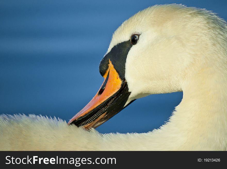 Nice face on white swan