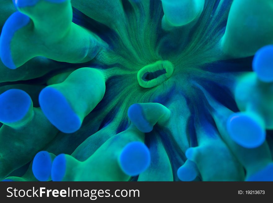 A macro of a branching hard coral. A macro of a branching hard coral