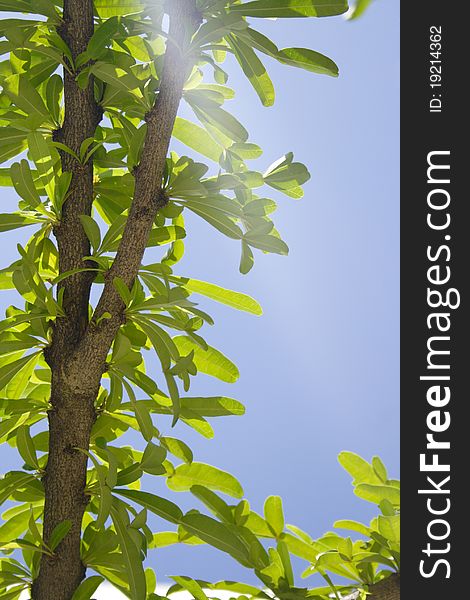 Thailand trees, early morning clear blue sky on background. Thailand trees, early morning clear blue sky on background