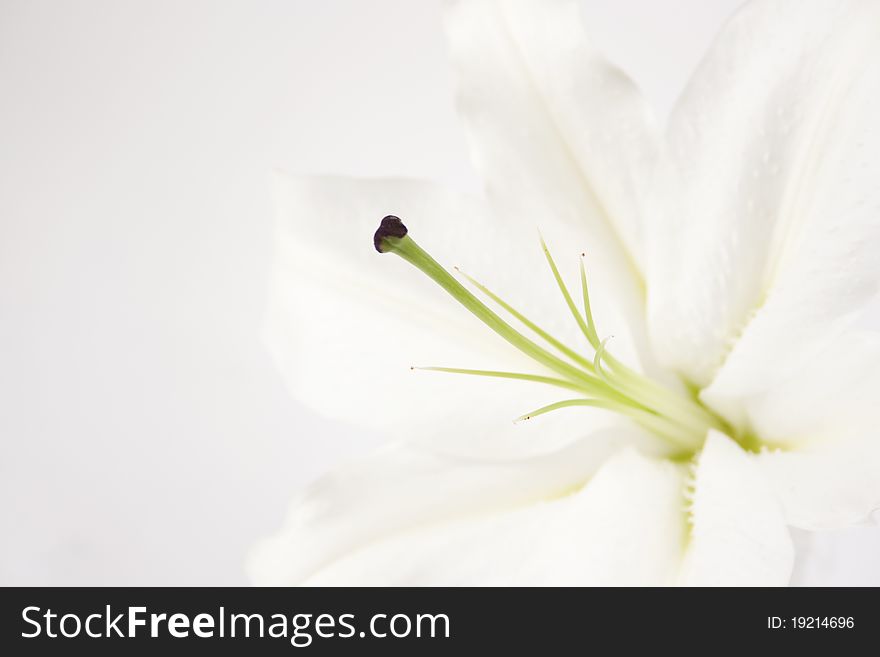 Branch of white lilies on white. Branch of white lilies on white