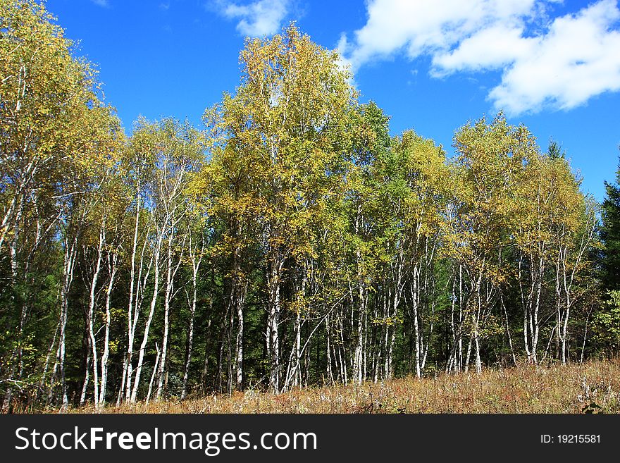 The silver birch at sunny. The silver birch at sunny