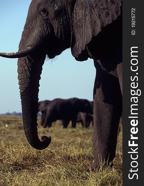 Elephants in the foreground and background viewed between trunk. Elephants in the foreground and background viewed between trunk.
