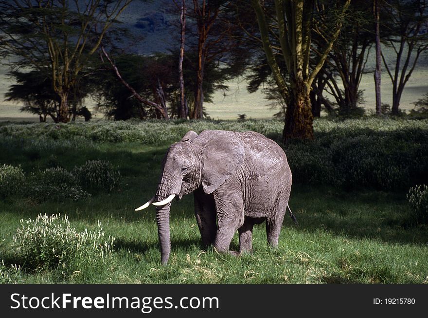 Adult elephant on the plain standing on the grass. Adult elephant on the plain standing on the grass.