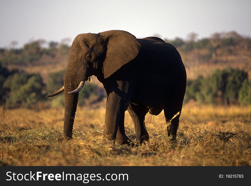 Adult elephant on the plain of brown grass. Adult elephant on the plain of brown grass.