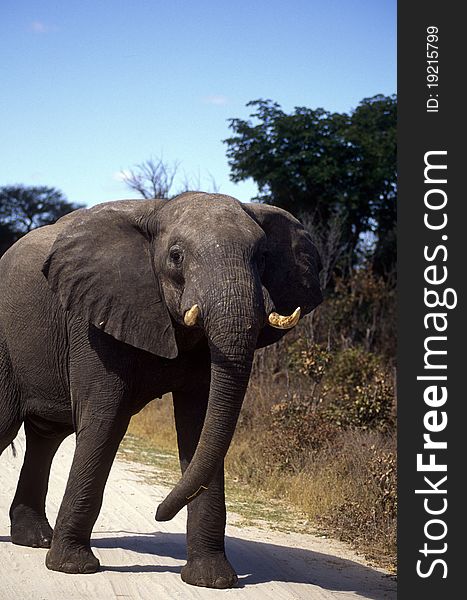 Elephant in frontal view in grass with trees. Elephant in frontal view in grass with trees.