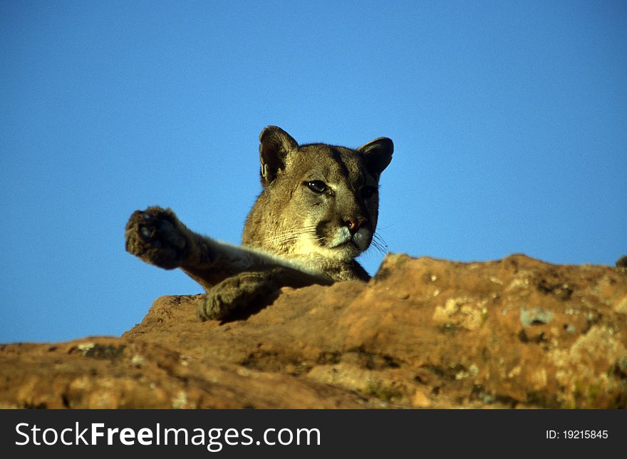 Adult Mountain Lion at rest perched atop a rock.