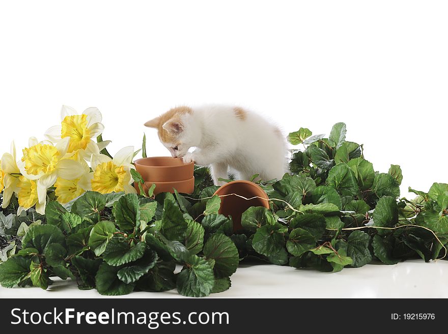 An adorable tan and white kitten checking out an empty flower pot among green foliage and daffodils. Isolated on white. An adorable tan and white kitten checking out an empty flower pot among green foliage and daffodils. Isolated on white.