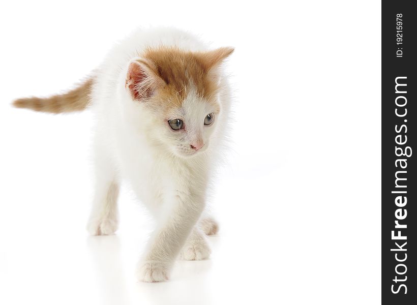 Closeup of a tan and white kitten standing with his front legs crossed.  Isolated on white. Closeup of a tan and white kitten standing with his front legs crossed.  Isolated on white.