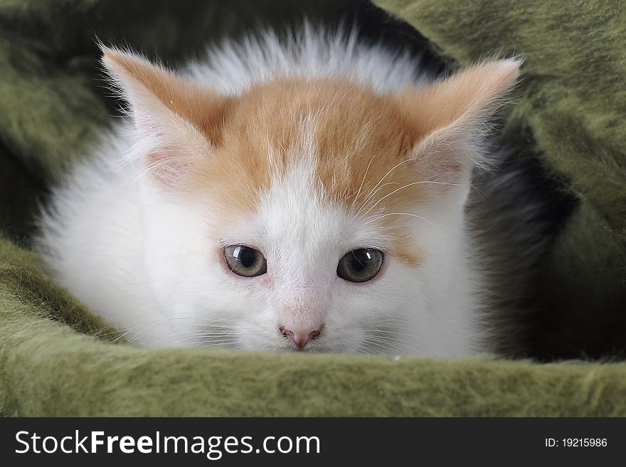 Closeup image of an adorable kitten settling down in a green blanket for a nap. Closeup image of an adorable kitten settling down in a green blanket for a nap.