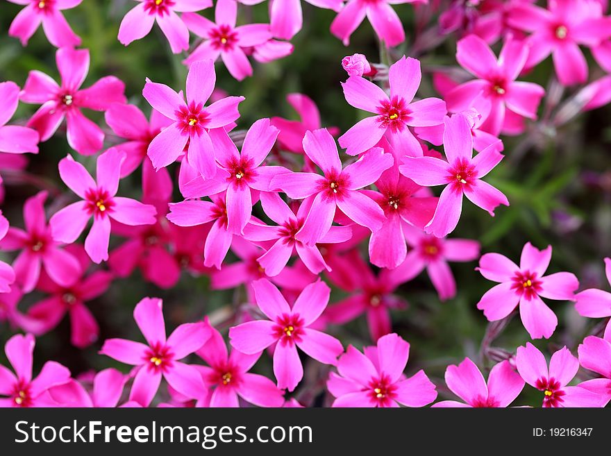 Close up of phlox subulata