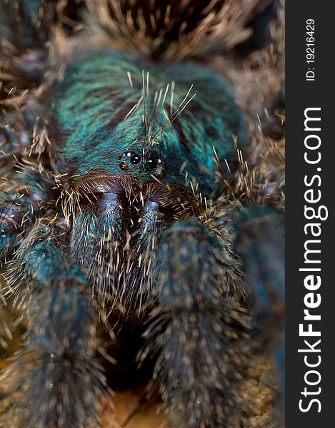 A macro of a tree dwelling tarantula. A macro of a tree dwelling tarantula