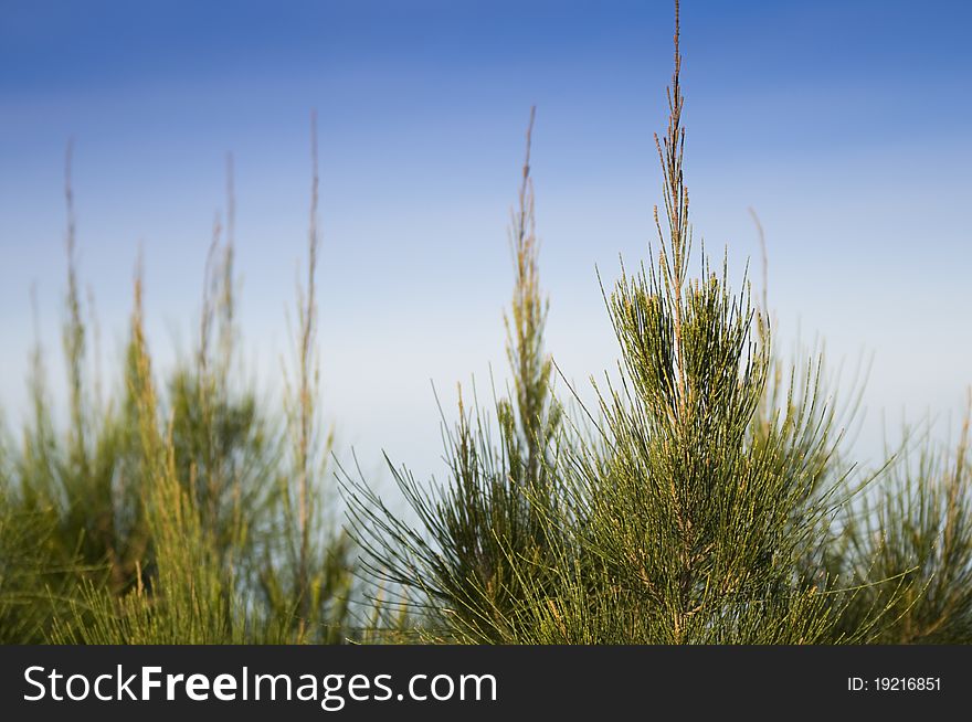 Close up of pine tree leaves and branches. Close up of pine tree leaves and branches