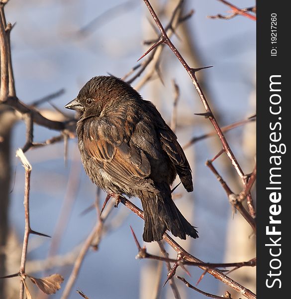 Photo of sparrow sitting on bare bush